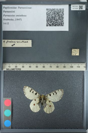 Media type: image;   Entomology 174399